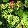 DALAKON Italian Espresso Blend Coffee Beans (250g)