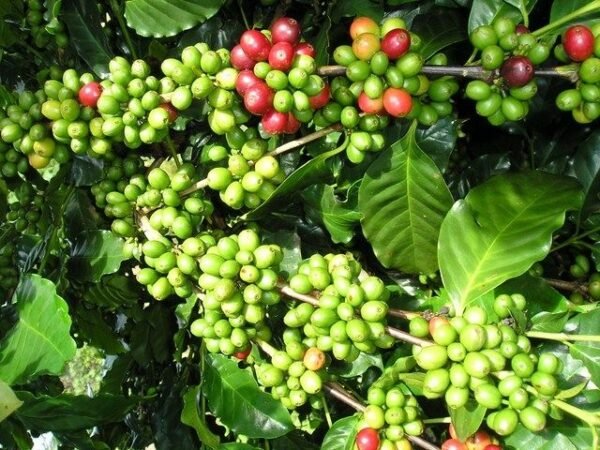DALAKON Italian Espresso Blend Coffee Beans (250g)